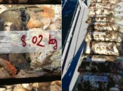 Martinique : plus de 180 kilos de chair de lambi, coquillage antillais protégé, saisis par les douanes de Fort-de-France