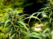 Filière chanvre : le Congrès calédonien veut poser un cadre avant de passer à l’action