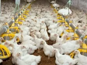 La Réunion : un élevage de volailles touché par la Maladie de Newcastle au Tampon, des mesures mises en place sur le territoire