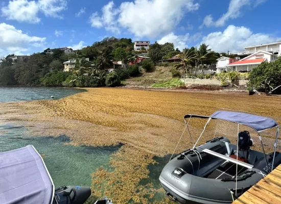 Martinique : Les autorités anticipent une intensification des échouements de sargasses en début d’année 2026