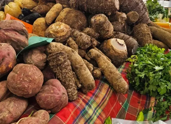 Chlordécone : En Guadeloupe, des contrôles renforcés pour garantir la sécurité sanitaire