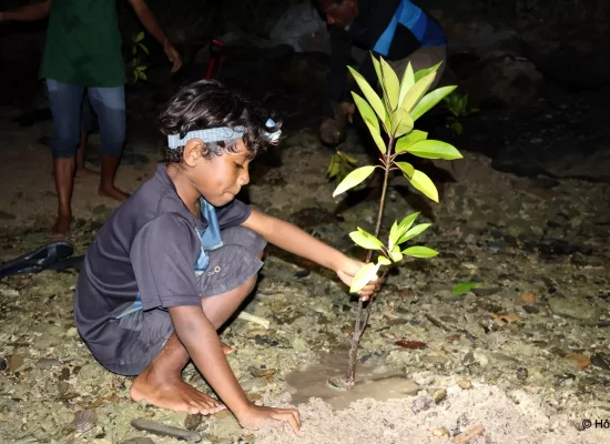 Nouvelle-Calédonie : À Touho, l’association Hô-üt plante 2.000 palétuviers pour lutter contre l’érosion