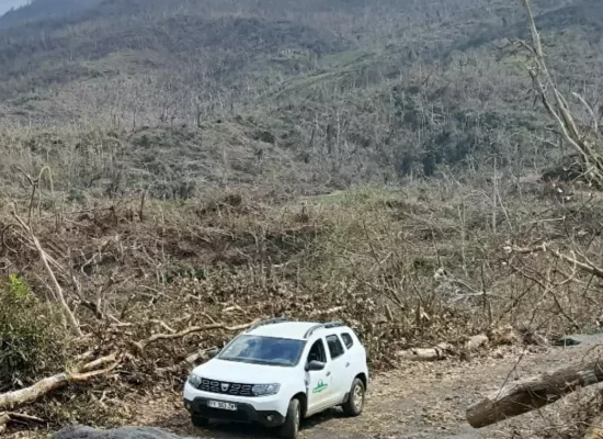 Mayotte : Un an après le cyclone Chido, l’ONF dresse un état des lieux et renforce la restauration des forêts mahoraises