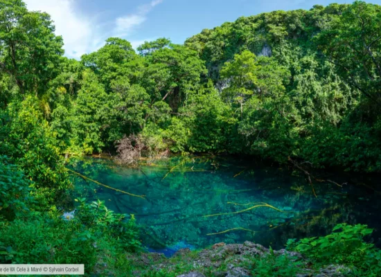 Les mangroves de Nouvelle-Calédonie et de Wallis menacées, selon la Liste rouge des écosystèmes en France
