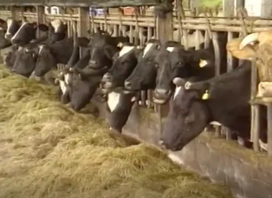 Dermatose nodulaire : « L’exemple réunionnais est un exemple à suivre » pour l’Hexagone, défend la Confédération paysanne