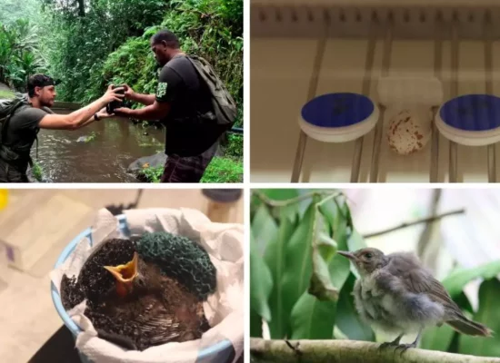 Biodiversité : En Polynésie, un monarque de Fatu Iva naît et grandit en captivité pour la première fois