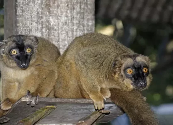 Biodiversité : Erosions des récifs, espèces menacées et pressions humaines croissantes placent Mayotte au coeur d'une crise écologique régionale