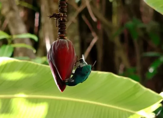 Biodiversité en Polynésie : À Ua Huka, une association lutte pour préserver la perruche bleue, espèce endémique