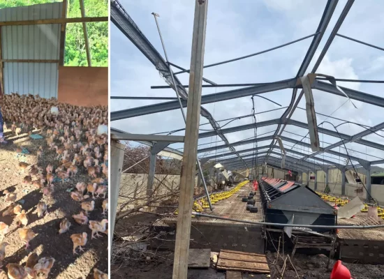 À Mayotte, un an après le cyclone Chido, l'éleveur Abdallah Mhamadi se bat pour faire revivre son exploitation dévastée