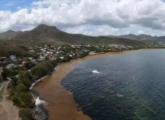 En Martinique, 2025, une année record d’échouements de sargasses selon Météo-France