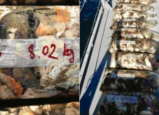 Martinique : plus de 180 kilos de chair de lambi, coquillage antillais protégé, saisis par les douanes de Fort-de-France