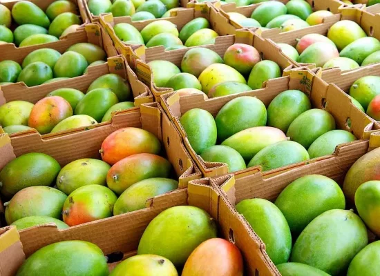 La Réunion : Mangues,combavas, poivrons et piments interdits de voyage, la DAAF rappelle les règles d'envoi et de transport des fruits et légumes vers l’Hexagone
