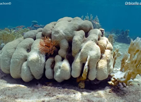 Caraïbes: les récifs coralliens réduits de moitié depuis 1980, selon un rapport