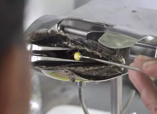 Polynésie : Dans l’archipel des Tuamotu, la perle noire de l’atoll de Manihi, un pilier de l’économie sous tension