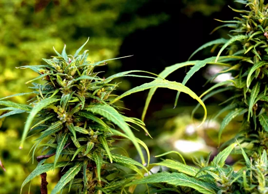 Filière chanvre : le Congrès calédonien veut poser un cadre avant de passer à l’action