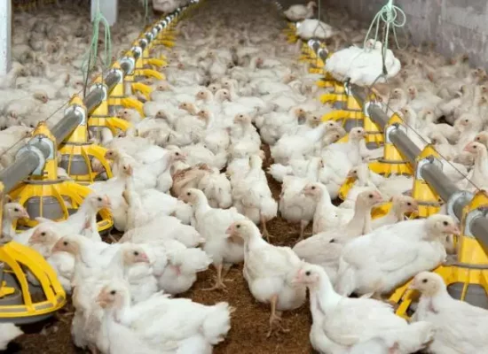 La Réunion : un élevage de volailles touché par la Maladie de Newcastle au Tampon, des mesures mises en place sur le territoire