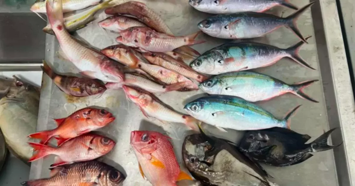 Des microplastiques présents dans un tiers des poissons de plusieurs ...
