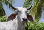 Salon de l'Agriculture : pas de concours pour les vaches et question sur la présence de Biguine, venue spécialement de Martinique