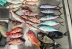 Des microplastiques présents dans un tiers des poissons de plusieurs pays du Pacifique