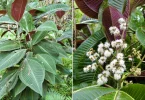La Guadeloupe renforce la lutte contre le Miconia calvescens, une plante exotique envahissante
