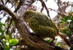 Nouvelle-Zélande : le kakapo, perroquet en danger, recommence à se reproduire après 4 ans
