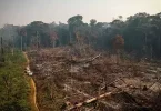 Amazonie - Guyane : les enjeux sécuritaires des bouleversements climatiques et de la déforestation