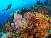 Biodiversité : Un nouveau laboratoire de recherche dédié aux coraux voit le jour en Martinique