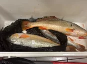 Les ressources en acoupas en diminution au large de la Guyane