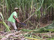 Agriculture en Outre-mer : les aides de l'Union Européennes vitales mais imparfaites