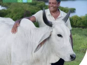 Salon de l'Agriculture 2026 : Une édition sans la vache martiniquaise «Biguine» et sans bovins, mais maintenue par solidarité