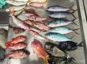 Des microplastiques présents dans un tiers des poissons de plusieurs pays du Pacifique