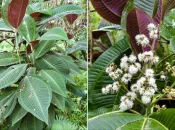 La Guadeloupe renforce la lutte contre le Miconia calvescens, une plante exotique envahissante