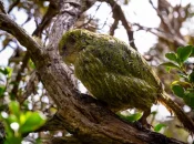 Nouvelle-Zélande : le kakapo, perroquet en danger, recommence à se reproduire après 4 ans