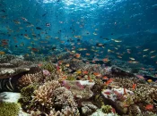 Les océans ont absorbé une quantité record de chaleur en 2025