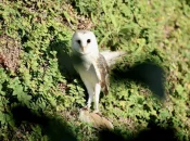 Biodiversité en Nouvelle-Calédonie : La chouette, une autre alliée dans la lutte contre le scarabée rhinocéros ?