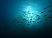 Traité mondial sur la haute mer : « Ce traité va faire vivre le multilatéralisme », se félicite la ministre chargée de la Mer et de la Pêche