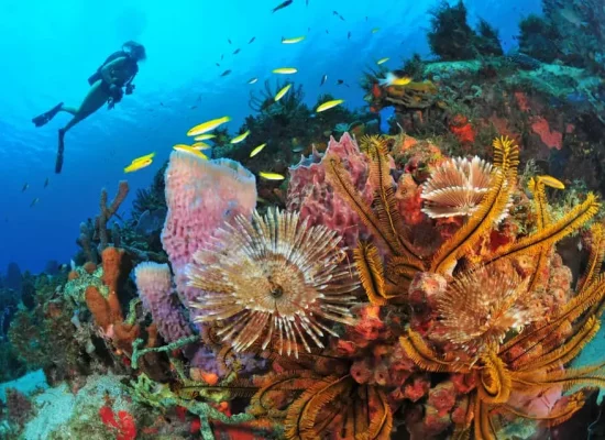 Biodiversité : Un nouveau laboratoire de recherche dédié aux coraux voit le jour en Martinique