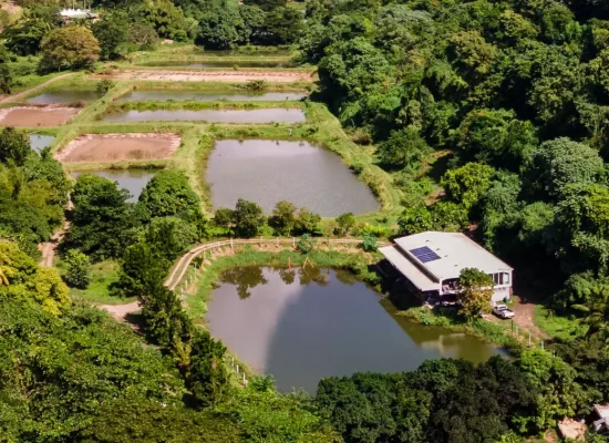 Martinique : L’Assemblée locale adopte la création d’une autorité unique de l’eau et de l’assainissement