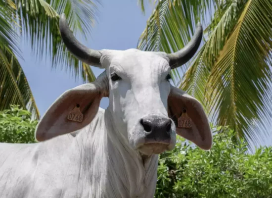 Salon de l'Agriculture : pas de concours pour les vaches et question sur la présence de Biguine, venue spécialement de Martinique