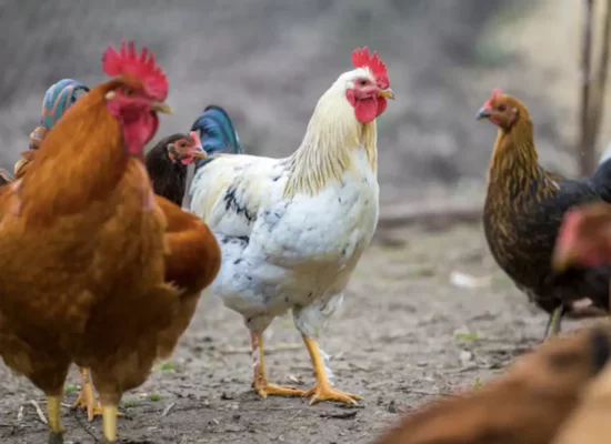 La Réunion&nbsp;: Maladie de Newcastle, levées des zones réglementées à La Réunion, les "batay kok" de nouveau autorisées