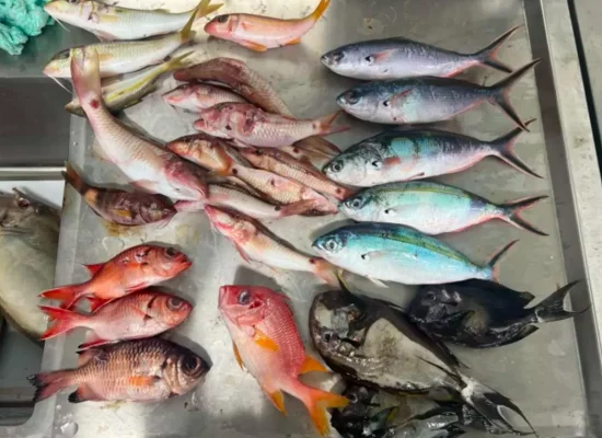 Des microplastiques présents dans un tiers des poissons de plusieurs pays du Pacifique