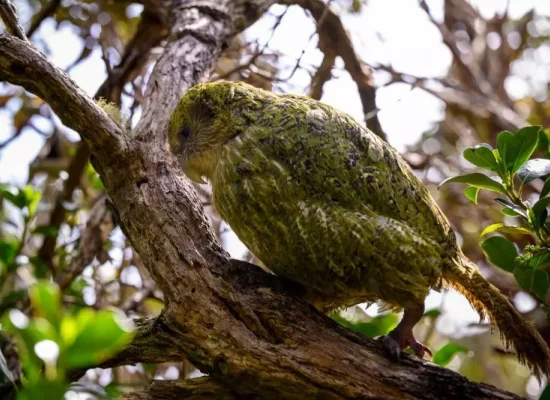 Nouvelle-Zélande : le kakapo, perroquet en danger, recommence à se reproduire après 4 ans