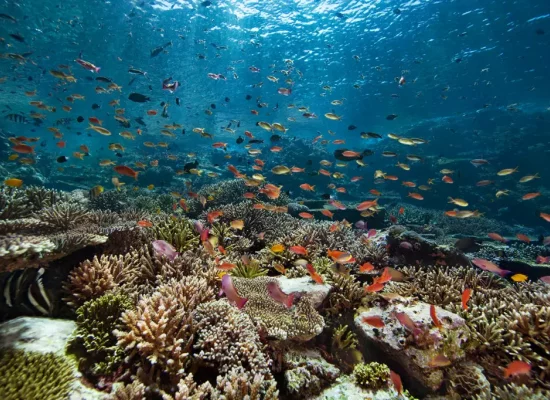 Les océans ont absorbé une quantité record de chaleur en 2025