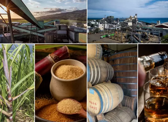 Canne, sucre, rhum, énergie : à La Réunion, une filière industrielle au cœur de l’économie insulaire