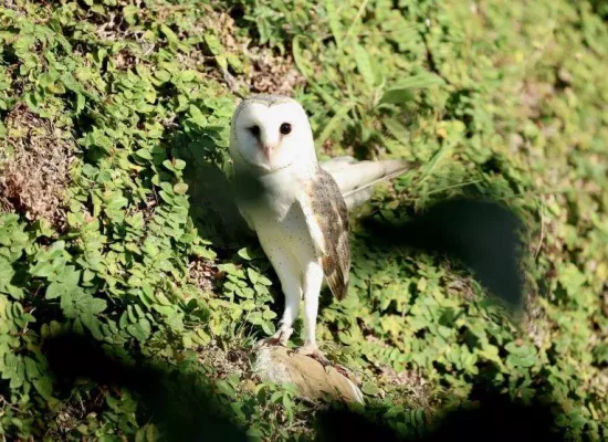 Biodiversité en Nouvelle-Calédonie : La chouette, une autre alliée dans la lutte contre le scarabée rhinocéros ?