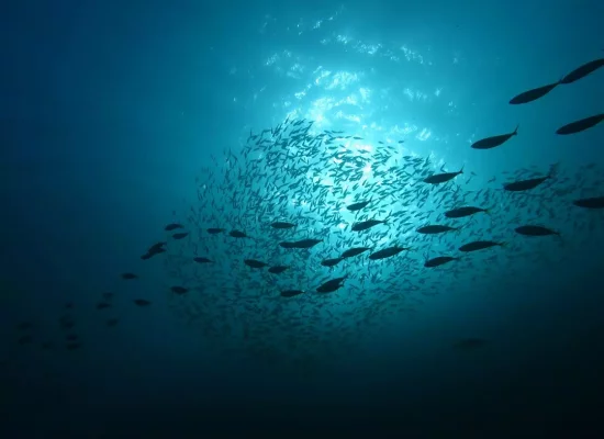 Traité mondial sur la haute mer : « Ce traité va faire vivre le multilatéralisme », se félicite la ministre chargée de la Mer et de la Pêche