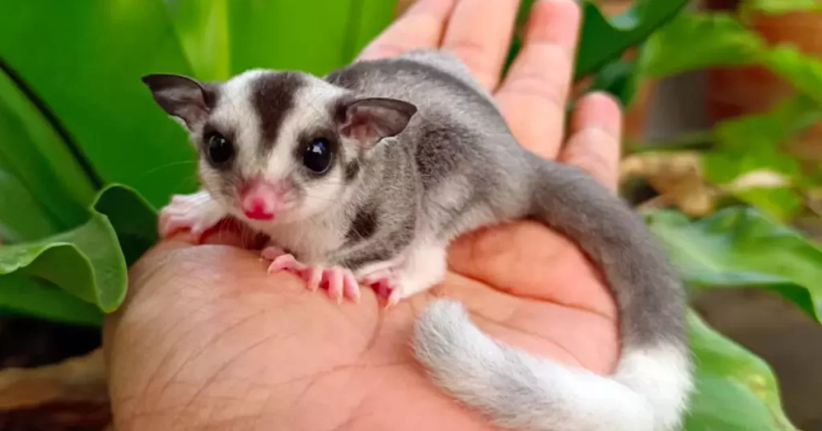 Polynésie : Un phalanger volant, ou « Sugar Glider », découvert à ...