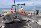 Après la mort d’un véliplanchiste en Nouvelle-Calédonie, les abattages de requins relancés à Nouméa