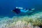 Climat : La moitié des coraux blanchis lors du dernier épisode de 2014-17, selon une étude
