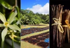 Filière vanille : Les défis de la vanille ultramarine en quête de renaissance dans un marché mondial sous tension